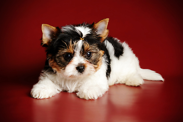 포토 JPG 해외이미지 동물 1 행복 새끼 백그라운드 새로움 털 미소 사람없음 빨간색 반려동물 귀여움 검은색 거울 흰색 개 달콤 강아지 작음 요크셔테리어 테리어 활 솜털 송곳니 기르기 비버 삼색 해외포토 감정 컬러 컨셉 포유류 표정 맛 치아 크기 돌봄 파일형식 이미지허브