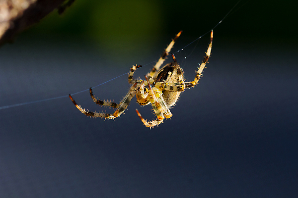 포토 JPG 해외이미지 곤충 절지류 자연 사람없음 야외 갈색 정원 웹 닫기 무서움 묘사 육식동물 거미 오싹 해외포토 동물 감정 컬러 인터넷 모션 생태계 파일형식 이미지허브