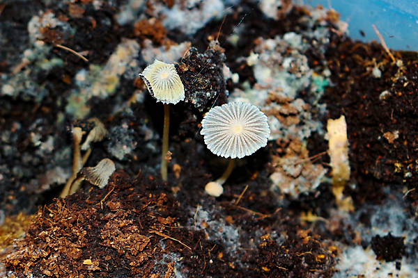 포토 JPG 해외이미지 북아메리카 자연 사람없음 버섯 유기농 낭비 격파 곰팡이 식용 해외포토 웰빙 컨셉 모션 아메리카 생태계 파일형식 이미지허브