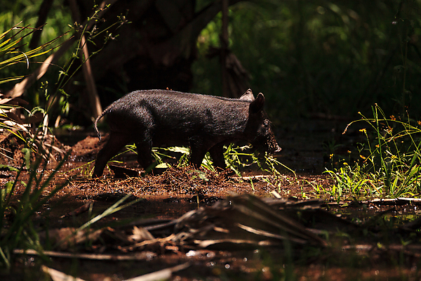 포토 JPG 해외이미지 청소년 자연 사람없음 아기 돼지 숲 뿌리기 플로리다 해외포토 포유류 모션 사람 미국 생태계 파일형식 이미지허브