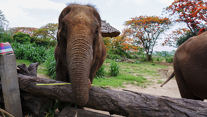 포토 JPG 해외이미지 동물 공원 아시아 야생동물 여행 포유류 태국 자연 코끼리 동물원 동양인 성인 사람없음 야외 환경 시골 아기 그룹 구출 보호 군중 울음 큼 사파리 대나무 눈물 호기심 귀 부드러움 멸종 내추럴 돌봄 보호구역 수유 해외포토 나무 공공시설 감정 나라 컨셉 모션 표정 사람 인종 신체부위 도움 감각 크기 생태계 구역 파일형식 이미지허브