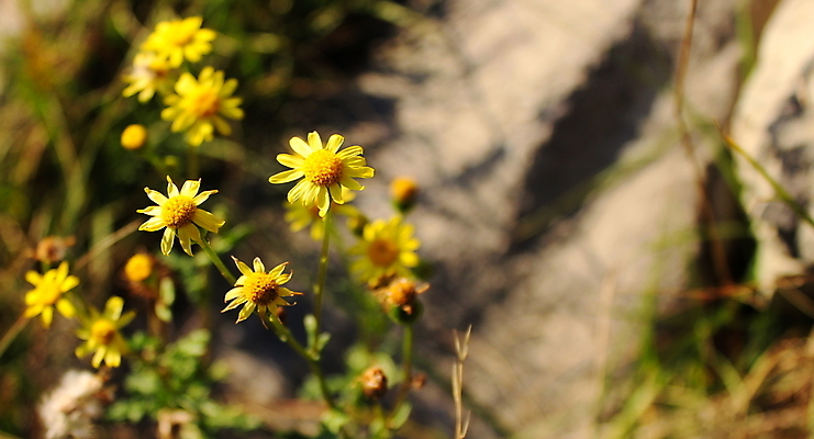 포토 JPG 해외이미지 식물 꽃 꽃무늬 자연 산 국화 풍경 사람없음 야외 초록색 햇빛 노란색 벚꽃 꽃집 허브 내추럴 보스니아 진짜 해외포토 컬러 무늬 태양 상점 생태계 파일형식 이미지허브