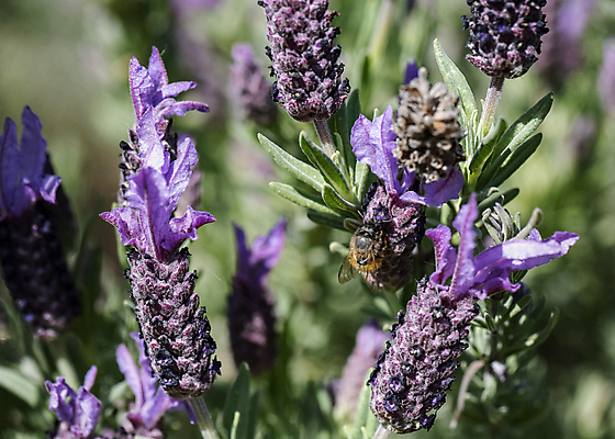 포토 JPG 해외이미지 꽃잎 야생동물 사람없음 머리 보라색 줄무늬 먹이 수집 먼지 꽃가루 라벤더 찌르기 수유 호박벌 해외포토 동물 꽃 컬러 무늬 모션 신체부위 벌_곤충 가루 허브 파일형식 이미지허브