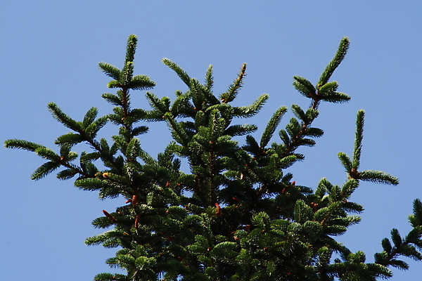 포토 JPG 해외이미지 나무 식물 얼굴 시계 백그라운드 조류 하늘 거리 관리 손바닥 서기 사람 앉기 사람없음 야외 물 빛 사무실 크리스마스트리 탑 방 그룹 큼 사인 침엽수 고립 많음 해외포토 자연요소 동물 건축물 손 컨셉 크리스마스 비즈니스 모션 신체부위 크기 파일형식 이미지허브