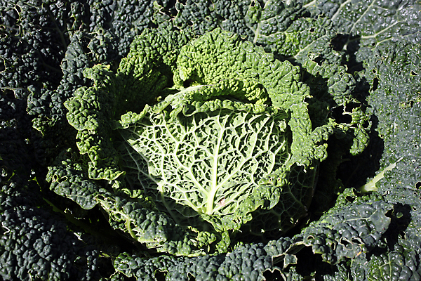 포토 JPG 해외이미지 식물 음식 백그라운드 잎 농업 채소 재료 자연 사람없음 초록색 농장 정원 봄 수확 성장 신선 유기농 원예 양배추 날것 피클 건강식 채소밭 밭일 채식주의자 세련 해외포토 웰빙 계절 산업 컬러 밭 취미 생태계 채식 절임 파일형식 이미지허브