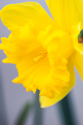 포토 JPG 해외이미지 꽃 근접촬영 사람없음 아웃포커스 노란색 수선화 해외포토 식물 뷰포인트 컬러 촬영기법 파일형식 이미지허브