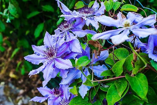 포토 JPG 해외이미지 식물 계절 꽃잎 꽃 분홍색 백그라운드 잎 꽃무늬 자연 사람없음 초록색 정원 보라색 봄 벚꽃 흰색 개화 라벤더 라일락 내추럴 꽃수술 해외포토 컬러 무늬 허브 생태계 파일형식 이미지허브