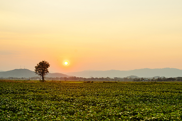 포토 JPG 해외이미지 나무 식물 디자인 여행 백그라운드 오렌지 태국 자연 벽지 하늘 휴가 휴식 미술 풍경 사람없음 목재 농장 여행객 정원 검은색 일몰 도전 흰색 고독 해외포토 감정 아시아 컬러 컨셉 농업 과일 재료 문화예술 사람 노을 생태계 파일형식 이미지허브