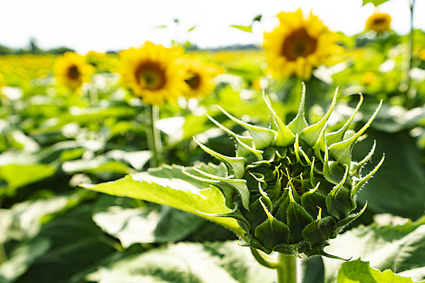 포토 JPG 해외이미지 식물 계절 꽃잎 꽃 백그라운드 잎 꽃무늬 밭 농업 오렌지 자연 하늘 해바라기 씨앗 풍경 사람없음 야외 초록색 여름 파란색 농작물 컬러풀 햇빛 태양 농장 노란색 정원 맑음 봄 활발 성장 벚꽃 시골 개화 유기농 내추럴 밭일 해외포토 자연요소 웰빙 산업 컬러 컨셉 무늬 과일 날씨 생태계 파일형식 이미지허브