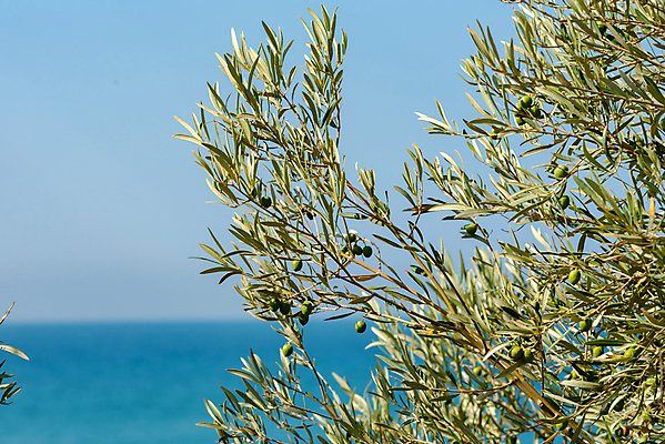 포토 JPG 해외이미지 나무 식물 계절 문화 음식 여행 백그라운드 잎 밭 농업 과일 재료 자연 하늘 건조 건강 파노라마 풍경 사람없음 초록색 여름 파란색 농장 농경지 갈색 흙 봄 이탈리아 나뭇가지 시골 숲 땅 지중해 그리스 올리브 밀짚 그리스인 내추럴 밭일 해외포토 서양인 열매 유럽 산업 바다 컬러 촬영기법 짚 생태계 파일형식 이미지허브