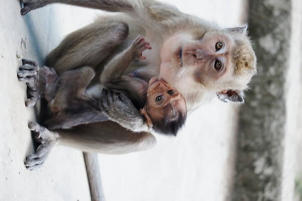 포토 JPG 해외이미지 나무 동물 응시 공원 아시아 얼굴 야생동물 음식 여행 포유류 가족 자연 털 동물원 앉기 동양인 사람없음 야외 초록색 갈색 회색 원숭이 표현 아기 숲 작음 먹기 꼬리 인도네시아 서식지 유인원 동물상 해외포토 식물 시선 공공시설 나라 컬러 관계 모션 사람 인종 신체부위 조형물 크기 생태계 파일형식 이미지허브