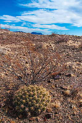포토 JPG 해외이미지 식물 꽃 분홍색 백그라운드 꽃무늬 과일 자연 날씨 선인장 건조 풍경 사람없음 초록색 여름 파란색 컬러풀 보라색 사막 뜨거움 냄비 척추 내추럴 해외포토 계절 컬러 무늬 뼈 솥 생태계 파일형식 이미지허브