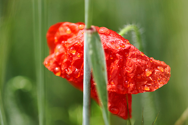 포토 JPG 해외이미지 식물 계절 꽃잎 꽃 백그라운드 꽃무늬 밭 자연 발렌타인데이 사랑 사람없음 야외 빨간색 초록색 정원 봄 활발 벚꽃 물방울 신선 생일 개화 부드러움 양귀비 내추럴 해외포토 기념일 감정 컬러 컨셉 무늬 농업 데이이벤트 감각 생태계 파일형식 이미지허브