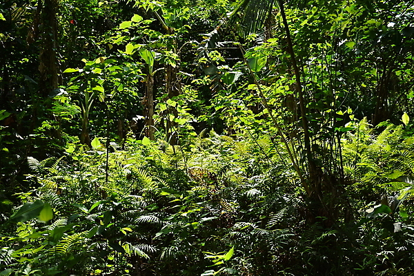 포토 JPG 해외이미지 나무 식물 아시아 잎 자연 사람없음 초록색 숲 코코넛 오로라 해외포토 나라 컬러 과일 자연현상 생태계 파일형식 이미지허브