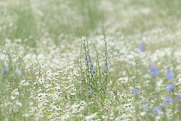 포토 JPG 해외이미지 주간 식물 꽃 유럽 백그라운드 잎 밭 자연 국화 종류 사람없음 초록색 파란색 컬러풀 노란색 환경 활발 샐러드 흰색 시골 개화 보호 매끈함 큼 질감 생물학 데이지 내추럴 고립 블러 생태학 영원 치커리 해외포토 자연요소 교육 나라 음식 컬러 컨셉 농업 채소 감각 크기 생태계 파일형식 이미지허브