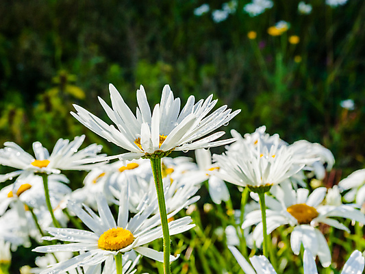 포토 JPG 해외이미지 식물 꽃잎 꽃 줄기 꽃무늬 자연 사람없음 야외 옆모습 초록색 물 노란색 정원 젖음 들꽃 벚꽃 흰색 물방울 신선 액체 떨어짐 이슬 수분 빗방울 허브 묘사 데이지 상승 내추럴 캐모마일 해외포토 자연요소 뷰포인트 컬러 컨셉 무늬 비_날씨 생태계 파일형식 이미지허브