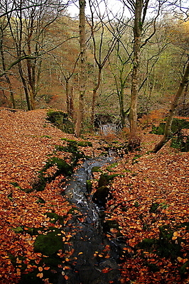 포토 JPG 해외이미지 나무 길 잎 자국 바닥 사람없음 초록색 물 갈색 산책 카펫 흐름 덮개 가을 나뭇가지 시골 개울 수로 땅바닥 벌거벗은 선로 해외포토 자연요소 식물 계절 컬러 컨셉 휴식 강 뚜껑 파일형식 이미지허브