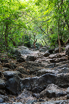 포토 JPG 해외이미지 나무 길 여행 태국 풍경 사람없음 야외 목재 초록색 계단 산책 바위 숲 단계 내추럴 방법 해외포토 식물 아시아 컬러 재료 휴식 돌_바위 파일형식 이미지허브