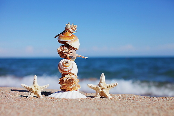 포토 JPG 해외이미지 주간 모래 불가사리 해변 사람없음 야외 쌓기 조개껍데기 해외포토 자연요소 바다 모션 조개 극피동물 파일형식 이미지허브