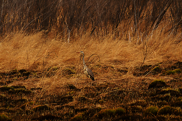 포토 JPG 해외이미지 동물 여자 자연 사람없음 숲 왜가리 부리 해외포토 조류 사람 생태계 파일형식 이미지허브