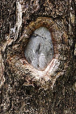 포토 JPG 해외이미지 나무 디자인 벽 백그라운드 패턴 자연 벽지 표면 추상 건조 사람없음 야외 목재 장식 정원 검은색 회색 거친 변화 피부 묘사 질감 나무껍질 영원 옛날 울퉁불퉁 막 해외포토 식물 컬러 컨셉 무늬 재료 신체부위 껍질 생태계 파일형식 이미지허브