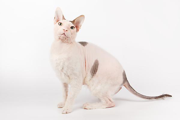 포토 JPG 해외이미지 한마리 실내 앉기 사람없음 반려동물 귀여움 고양이 흰배경 스핑크스고양이 반려묘 해외포토 동물 1 백그라운드 컨셉 포유류 모션 내부 흰색 파일형식 이미지허브