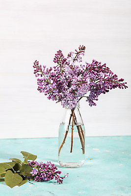 포토 JPG 해외이미지 식물 디자인 꽃 분홍색 꽃다발 백그라운드 잎 꽃무늬 자연 유리 친절 주택 선물 미술 사람없음 장식 빛 정원 꽃병 보라색 봄 벚꽃 흰색 나뭇가지 신선 5월 다발 제비꽃 유기농 원예 질감 향기 엽서 향 라일락 구성 정물화 그리너리 해외포토 나무 웰빙 계절 컬러 무늬 재질 문화예술 취미 건물 날짜 편지 그림 생태계 냄새 파일형식 트랜드컬러 이미지허브