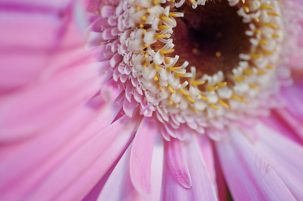 포토 JPG 해외이미지 꽃 분홍색 국화 사람없음 신선 닫기 향기 해외포토 식물 컬러 모션 냄새 파일형식 이미지허브
