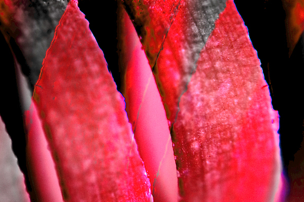 포토 JPG 해외이미지 식물 디자인 백그라운드 잎 패턴 자연 벽지 추상 사람없음 장식 빨간색 초록색 빛 컬러풀 갈색 노란색 꿈 흰색 닫기 묘사 오브젝트 유기농 질감 내추럴 고립 광 그런지 대칭 엘리먼트 스타일 해외포토 웰빙 컬러 무늬 모션 생태계 파일형식 이미지허브