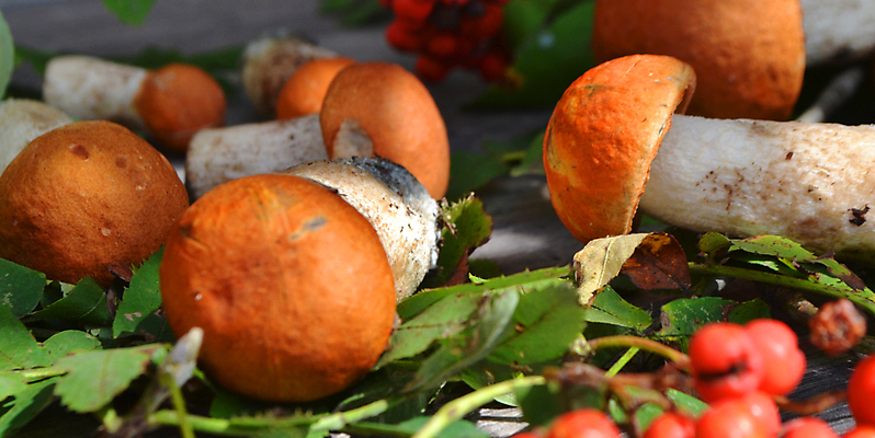 포토 JPG 해외이미지 주간 자연 나뭇잎 근접촬영 잔디 사람없음 야외 버섯 숲속 해외포토 자연요소 식물 뷰포인트 잎 숲 생태계 파일형식 이미지허브