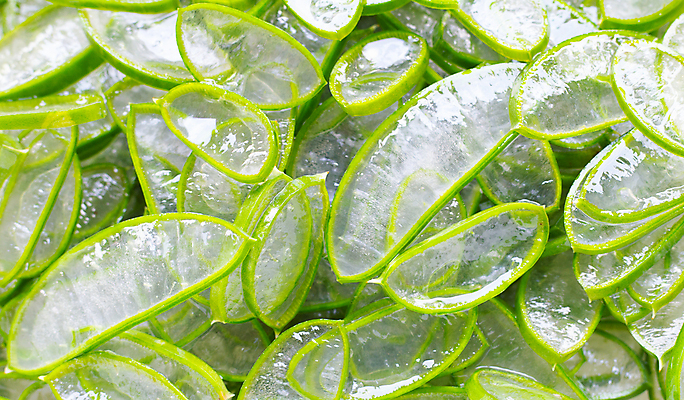 포토 JPG 해외이미지 스튜디오촬영 단면 실내 사람없음 초록색 흰배경 알로에 해외포토 식물 컬러 백그라운드 내부 흰색 파일형식 이미지허브