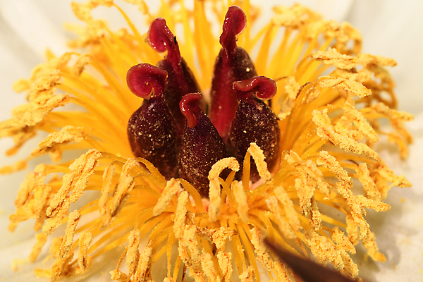 포토 JPG 해외이미지 식물 꽃잎 꽃 줄기 자연 씨앗 사람없음 민들레 카네이션 작약 재 그리너리 해외포토 생태계 파일형식 트랜드컬러 이미지허브