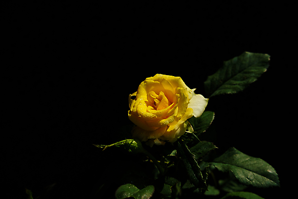 포토 JPG 해외이미지 식물 디자인 꽃잎 꽃 꽃다발 결혼 백그라운드 꽃무늬 자연 유리 탁자 엄마 선물 사랑 미술 사람없음 목재 장식 장미 노란색 정원 검은색 침묵 봄 벚꽃 흰색 신선 신용카드 개화 그룹 싱글 아로마 내추럴 고립 정물화 파스텔톤 해외포토 나무 계절 감정 컬러 가구 무늬 재료 가족 재질 문화예술 이벤트 금융 소리 그림 생태계 파일형식 이미지허브