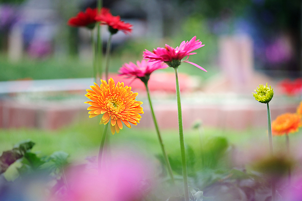 포토 JPG 해외이미지 식물 계절 꽃잎 꽃 줄기 분홍색 꽃다발 백그라운드 꽃무늬 오렌지 자연 국화 발렌타인데이 선물 사랑 사람없음 장식 빨간색 초록색 컬러풀 노란색 정원 봄 활발 성장 벚꽃 축하 신선 데이지 꽃가루 거베라 내추럴 엘리먼트 해외포토 감정 컬러 컨셉 무늬 과일 데이이벤트 가루 생태계 파일형식 이미지허브