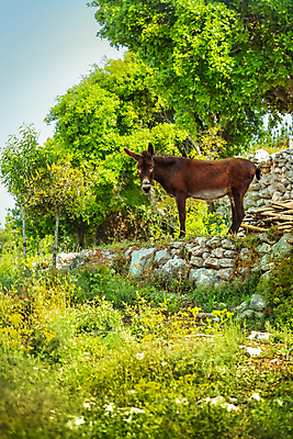 포토 JPG 해외이미지 동물 1 야생동물 밭 농업 포유류 자연 동물원 풍경 사람없음 야외 초록색 여름 농장 환경 맑음 가축 시골 신선 먹기 당나귀 내추럴 동물상 밭일 찰과상 초식 그리너리 해외포토 계절 산업 컬러 모션 날씨 조형물 말_동물 상처 생태계 파일형식 트랜드컬러 이미지허브