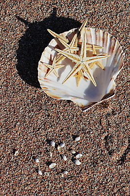 포토 JPG 해외이미지 주간 모래 불가사리 사람없음 야외 조개껍데기 해외포토 자연요소 조개 극피동물 파일형식 이미지허브