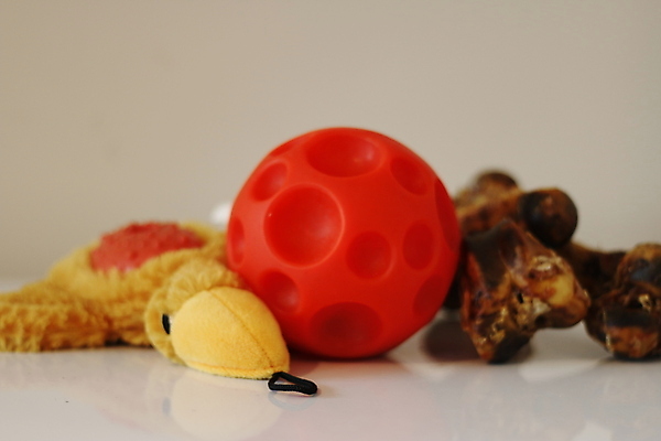 포토 JPG 해외이미지 동물 분홍색 백그라운드 컨셉 다이어트 공 놀이 뼈 안내 건조 건강 사람없음 빨간색 초록색 파란색 반려동물 컬러풀 장난감 운동 노란색 치킨 흰색 대접 사발 닫기 개 치아 먹이 오브젝트 흰배경 송곳니 고립 돌봄 여의주 영양소 해외포토 컬러 포유류 모션 소화기관 사기그릇 닭고기요리 파일형식 이미지허브