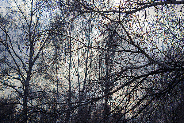 포토 JPG 해외이미지 나무 식물 계절 공원 백그라운드 잎 겨울 자연 하늘 풍경 사람없음 야외 목재 가로 환경 냉동 검은색 회색 추위 안개 가을 흰색 나뭇가지 신선 정상 숲 장면 내추럴 해외포토 공공시설 컬러 재료 날씨 생태계 파일형식 이미지허브