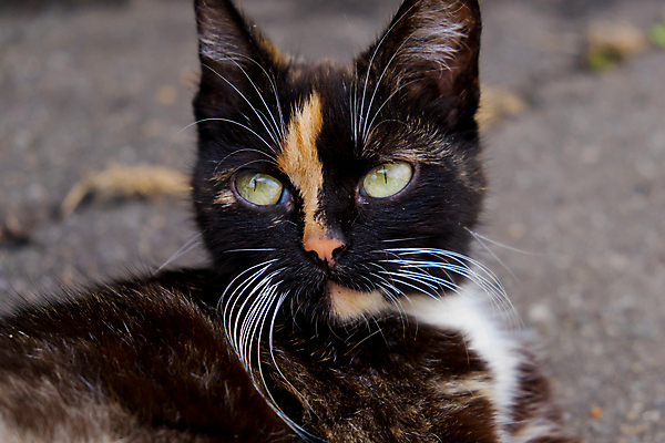 포토 JPG 해외이미지 동물 얼굴 백그라운드 포유류 털 사람없음 반려동물 쌓기 귀여움 고양이 표현 닫기 눈동자 삼색 해외포토 컨셉 모션 신체부위 눈_신체부위 파일형식 이미지허브