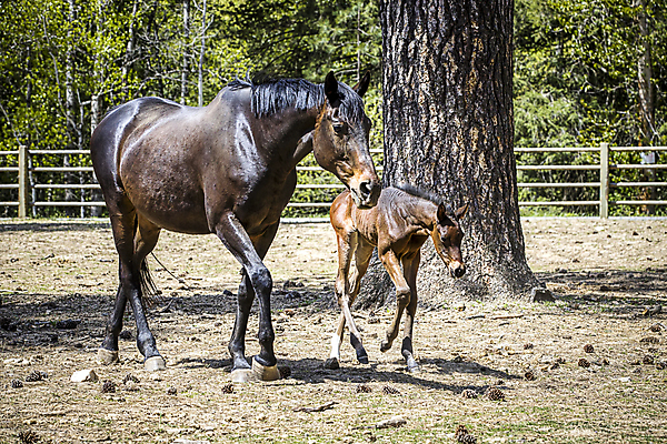 포토 JPG 해외이미지 동물 밭 포유류 자연 엄마 새로움 사랑 서기 사람없음 야외 반려동물 농장 갈색 머리 가축 봄 목장 시골 아기 달콤 귀 갈기 내추럴 망아지 해외포토 계절 감정 새끼 컬러 컨셉 농업 가족 모션 사람 신체부위 말_동물 맛 생태계 파일형식 이미지허브