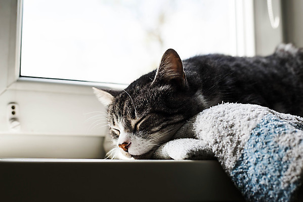 포토 JPG 해외이미지 여유 오렌지 창문 포유류 휴식 주택 실내 사람없음 반려동물 컬러풀 갈색 카메라 귀여움 고양이 줄무늬 기쁨 꿈 회색 흰색 잠 투명 달콤 모피 가득함 솜털 거짓말 고립 해외포토 동물 감정 컬러 컨셉 무늬 과일 내부 건물 전자제품 맛 파일형식 이미지허브