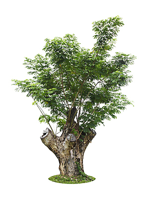 포토 JPG 해외이미지 나무 식물 계절 줄기 백그라운드 낙엽 잎 자연 사람없음 야외 목재 초록색 여름 환경 정원 봄 성장 덮개 흰색 나뭇가지 숲 큼 자르기 수집 심볼 오브젝트 싱글 에코 나무껍질 고립 생태학 옛날 그리너리 해외포토 교육 컬러 재료 모션 뚜껑 껍질 크기 생태계 파일형식 트랜드컬러 이미지허브