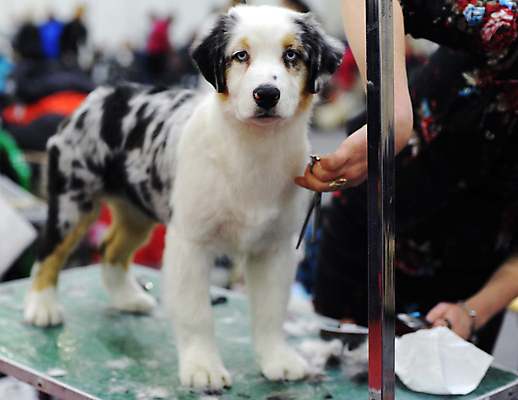 포토 JPG 해외이미지 사람없음 반려동물 강아지 호주 몸단장 해외포토 동물 오세아니아 개 파일형식 이미지허브
