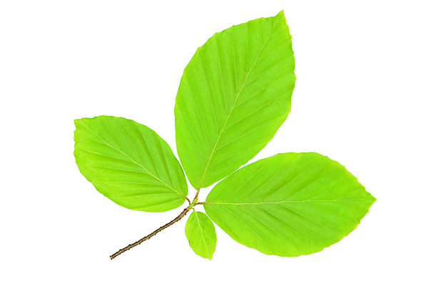 포토 JPG 해외이미지 스튜디오촬영 모양 나무 식물 계절 공원 문화 컨셉 잎 캐나다 자연 사람없음 초록색 환경 활발 흰색 신선 보호 숲 자르기 심볼 싱글 정맥 내추럴 고립 완벽 이상 플라타너스 해외포토 공공시설 컬러 북아메리카 모션 실내 생태계 혈관 파일형식 이미지허브