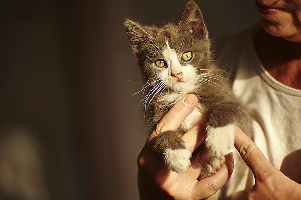 포토 JPG 해외이미지 동물 행복 문화 백그라운드 포유류 자연 검은배경 털 관리 사람없음 반려동물 검은색 고양이 회색 분노 아기 잡기 고급 보호 은색 작음 불안 얼룩무늬 돌봄 승인 접기 안락 해외포토 감정 컬러 컨셉 무늬 모션 사람 크기 생태계 파일형식 이미지허브