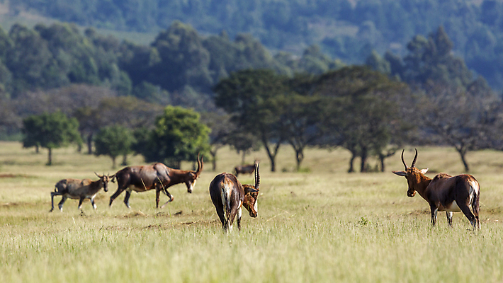포토 JPG 해외이미지 동물 야생동물 포유류 아프리카 자연 풍경 사람없음 가로 그룹 황무지 영양 서식지 남아프리카 해외포토 나라 생태계 파일형식 이미지허브