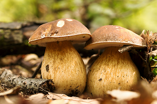 포토 JPG 해외이미지 식물 계절 음식 줄기 잎 2 채소 오렌지 재료 자연 건강 이끼 사람없음 목재 장식 빨간색 초록색 여름 갈색 버섯 가을 신선 그룹 쓰레기 숲 만족 유기농 감염 내추럴 곰팡이 그물버섯 캡모자 해외포토 나무 모자_잡화 웰빙 감정 컬러 과일 생태계 파일형식 이미지허브