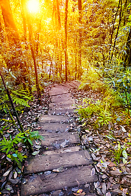 포토 JPG 해외이미지 나무 식물 공원 도로 길 여행 백그라운드 잎 자국 자연 아침 산 풍경 사람없음 야외 목재 빨간색 초록색 빛 태양 환경 일몰 새벽 활발 하이킹 안개 가을 나뭇가지 황무지 숲 장면 폴란드 내추럴 해외포토 주간 자연요소 계절 공공시설 유럽 컬러 컨셉 재료 교통시설 레저 날씨 노을 생태계 파일형식 이미지허브