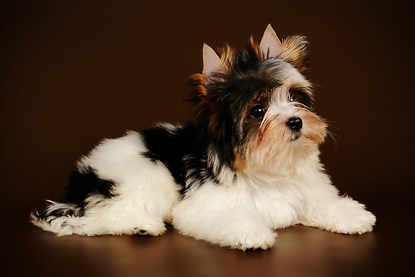 포토 JPG 해외이미지 동물 1 행복 새끼 백그라운드 새로움 털 미소 사람없음 빨간색 반려동물 귀여움 검은색 거울 흰색 개 달콤 강아지 작음 요크셔테리어 테리어 활 솜털 송곳니 기르기 비버 삼색 해외포토 감정 컬러 컨셉 포유류 표정 맛 치아 크기 돌봄 파일형식 이미지허브