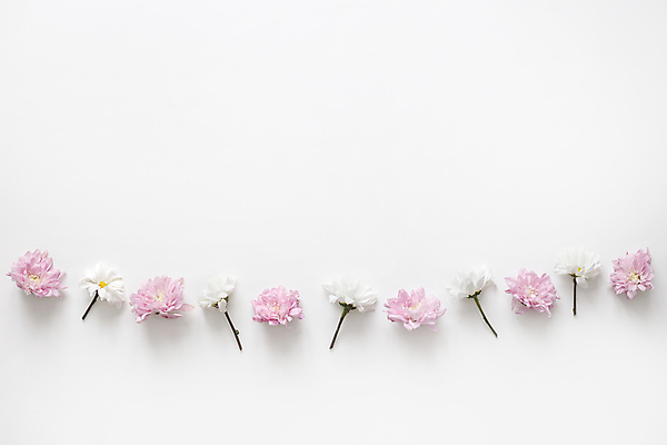 포토 JPG 해외이미지 디자인 꽃잎 꽃 분홍색 결혼 백그라운드 잎 꽃무늬 패턴 자연 결혼식 국화 발렌타인데이 종류 3 사랑 미술 사람없음 장식 정원 여러개 봄 벚꽃 흰색 축하 플랫 정상 다발 배열 머리위 위치 고립 줄서기 파스텔톤 평야 해외포토 식물 계절 감정 컬러 다수 컨셉 무늬 모션 데이이벤트 문화예술 이벤트 생태계 파일형식 이미지허브